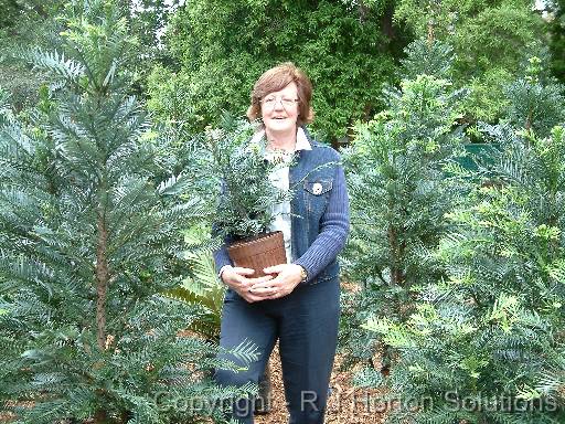 Wollemi Pine Patricia Meagher 